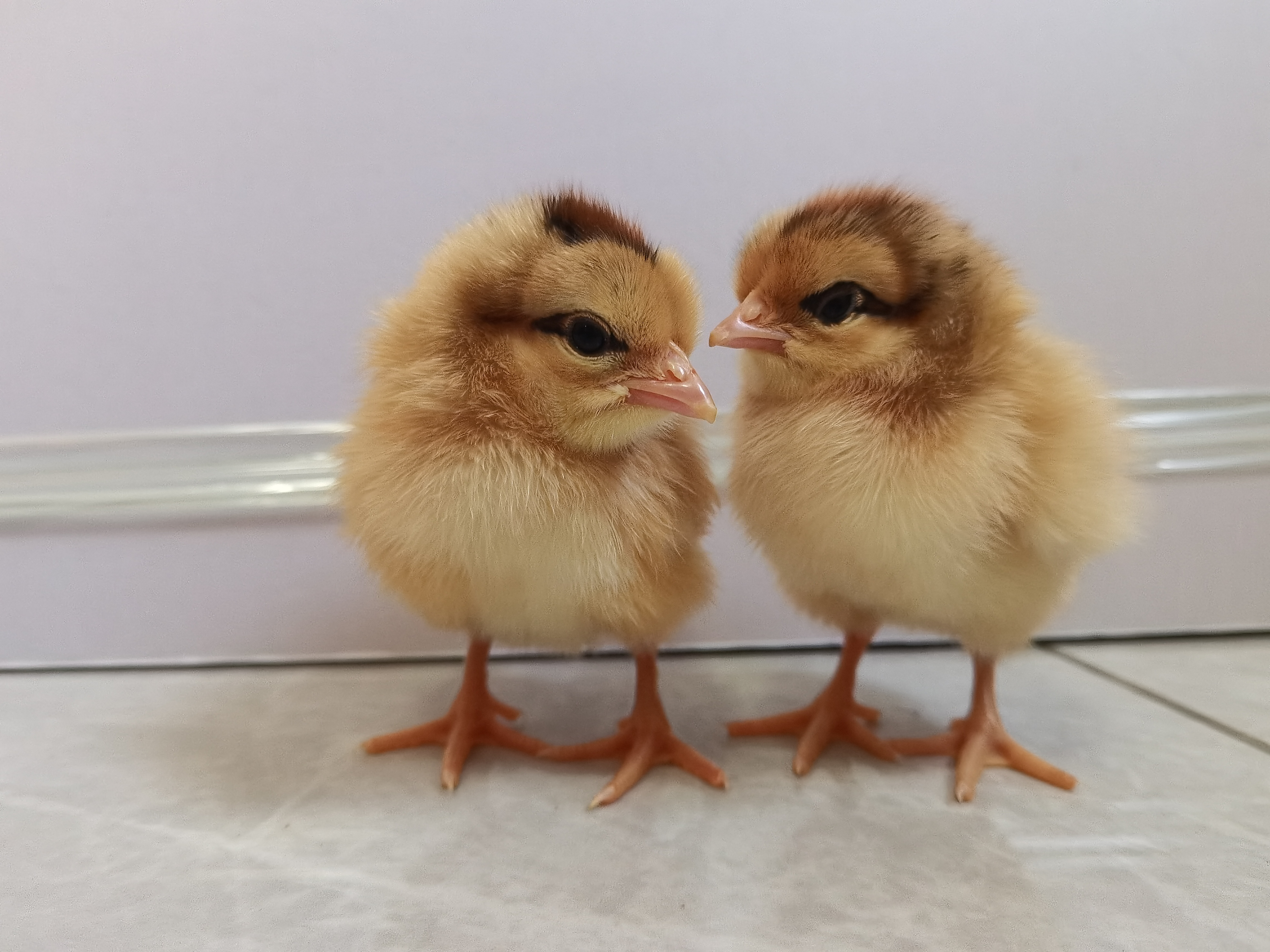 ABUIABACGAAg4aGnxwYo5KGV9gMwgCQ4gBs