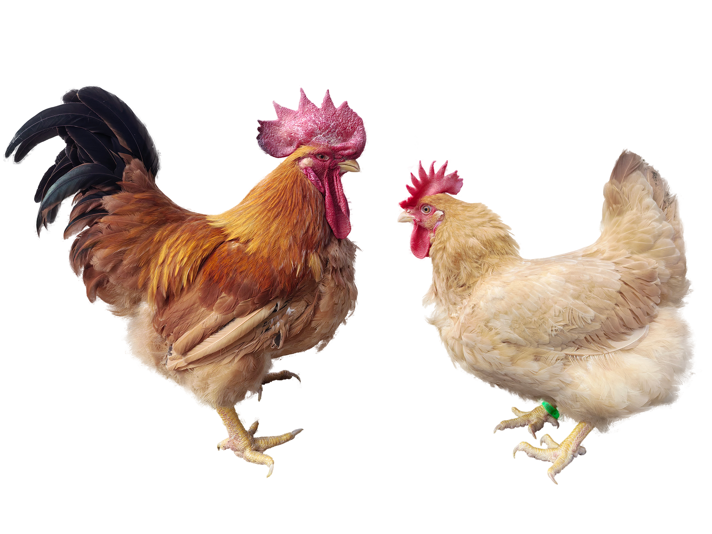 ABUIABAEGAAgj6anxwYooK3NdzCAEjjADQ