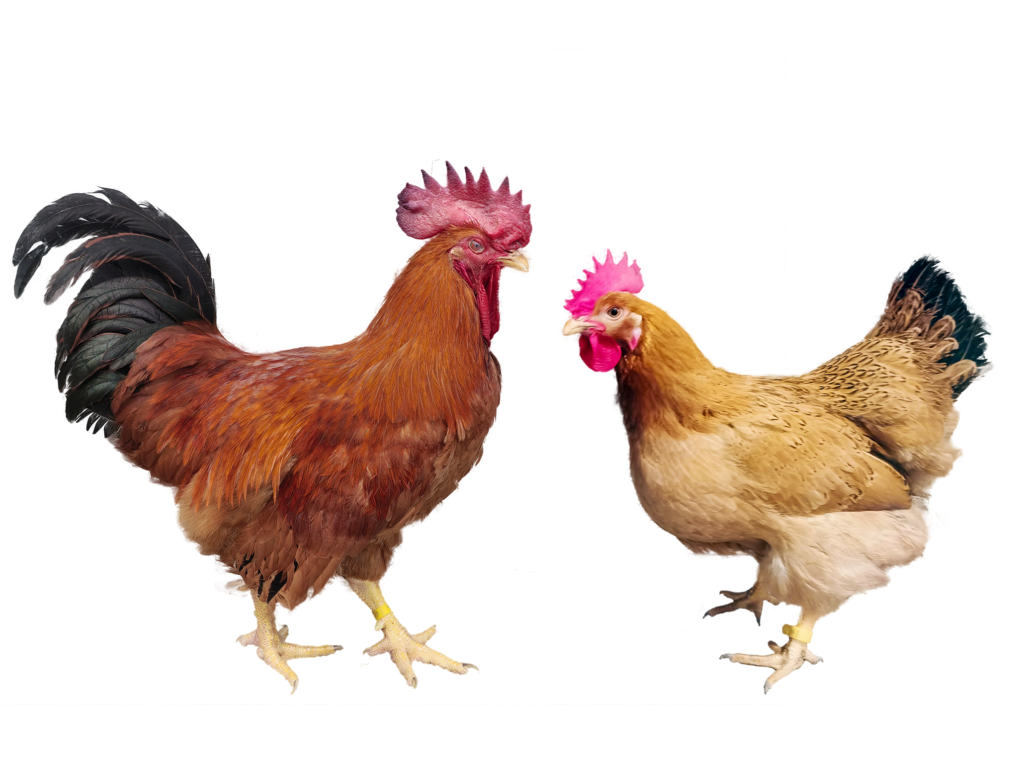 ABUIABAEGAAgkKGnxwYohLnsqAUwgBA4gAw